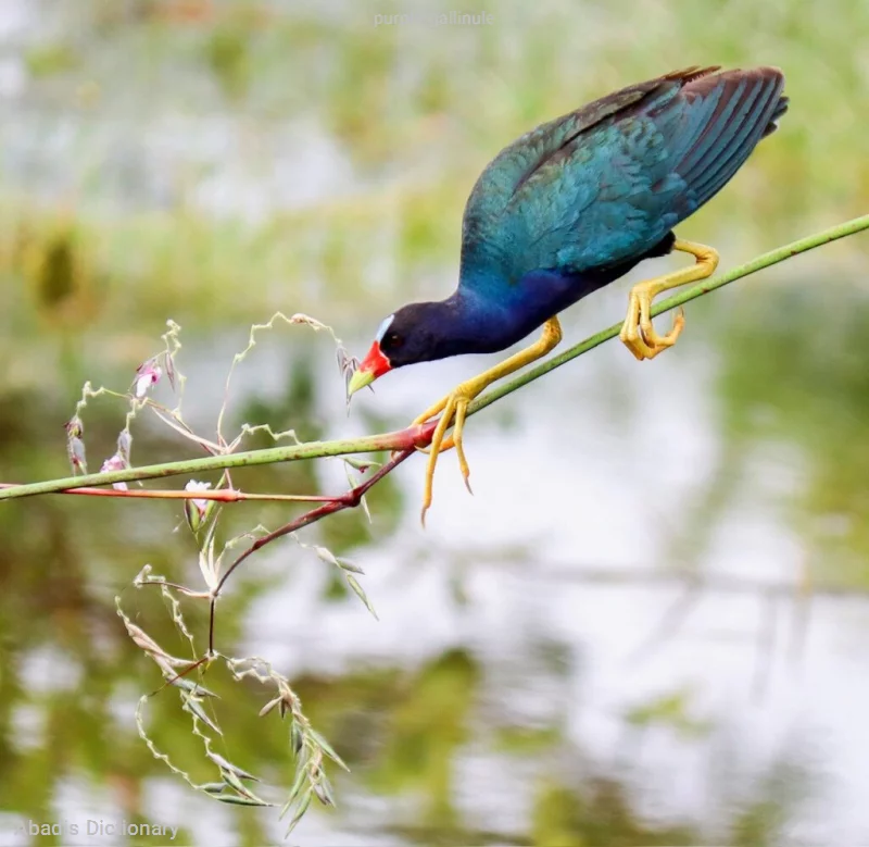 purple gallinule